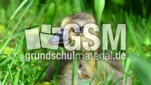 Kanadagansküken (13).jpg